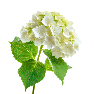 白色绣球花绽放