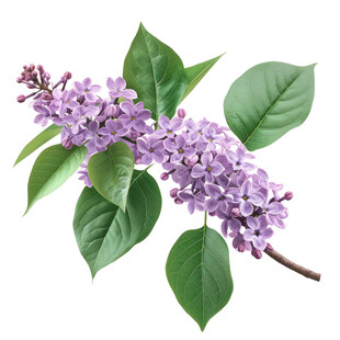 紫丁香花枝特写