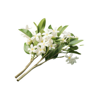 清新白色茉莉花枝