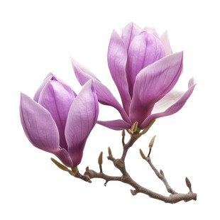 紫玉兰绽放枝头