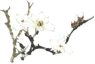 枝头绽放的洁白花朵