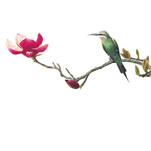 枝头小鸟伴玉兰花绽放