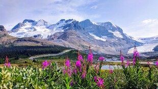 山间花海伴壮丽雪山景观