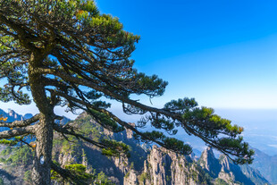 黄山奇松傲立壮美山峦
