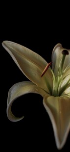 百合花