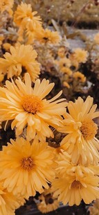菊花绽放
