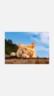 暖阳小憩长毛橘猫