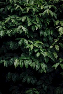 茂密绿植