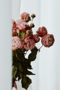 月季花