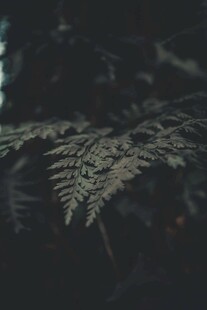 蕨类植物叶片特写