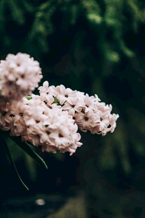 粉色繁花绽放