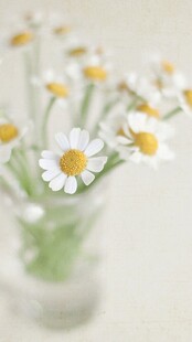 花瓶中的清新小白菊
