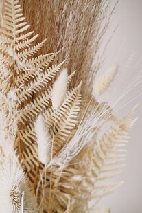 干花蕨类植物特写