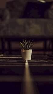 盆栽植物
