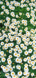 白色雏菊