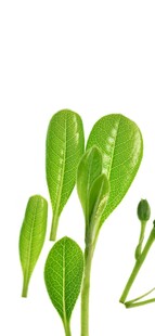 嫩绿叶片植物特写