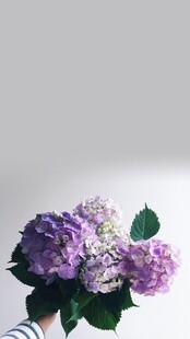 手捧紫色绣球花