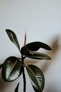 橡皮树特写
