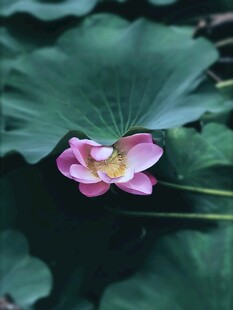 娇艳荷花绽放于绿叶间