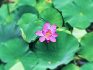 粉色荷花绽放于绿叶间