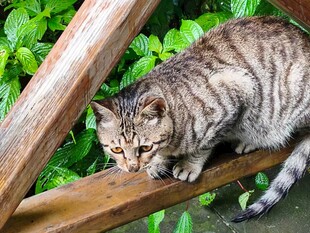 猫