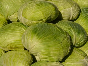 一堆新鲜卷心菜