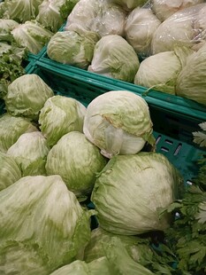 大量卷心菜整齐堆放