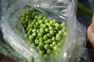 新鲜袋装青豌豆