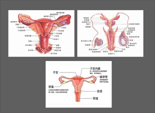 男女性生殖系统解剖示意图