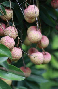 枝头饱满荔枝果实