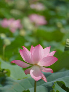 娇艳荷花绽放于绿叶间