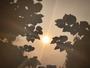 夕阳透过树叶的美丽景象