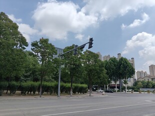城市道路旁绿树与交通灯