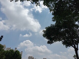 蓝天白云下的绿树景致