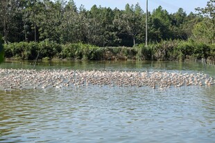 湖面上成群鸭