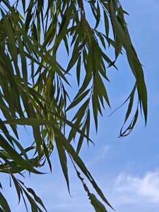 蓝天映衬下的翠绿柳枝