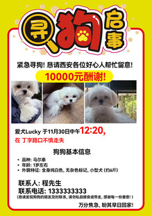 宠物狗售卖海报