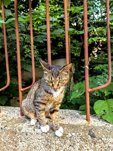 石上狸花猫坐于红栏杆旁