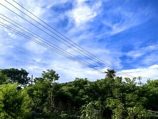 蓝天绿树间的电线风景