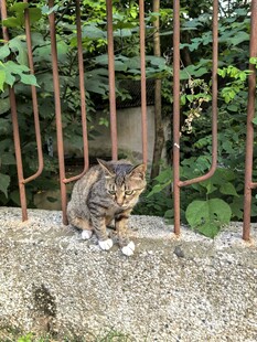 栅栏边的猫咪