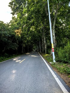 林间静谧道路