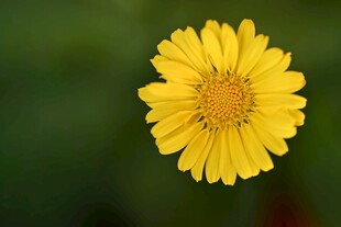 黄色单朵小菊花