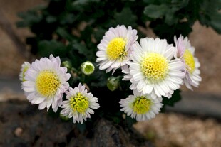 清新小白菊绽放