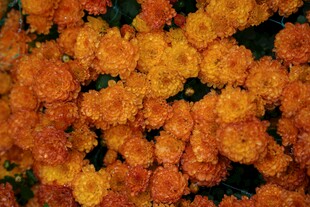 鲜艳橙色万寿菊花卉图