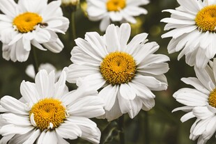 绽放的白色雏菊