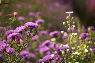 紫色菊花