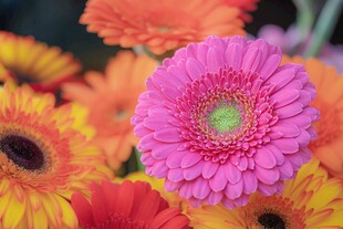 多彩非洲菊绽放美丽瞬间