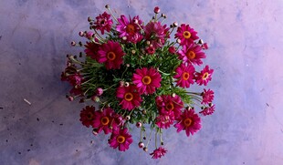 艳丽红色菊花