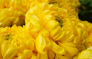金黄菊花绽放