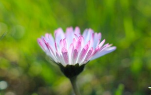 粉色雏菊绽放于绿野